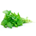 Basil