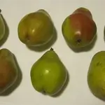 English Pear