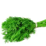 Dill