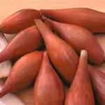 Dolma Onion