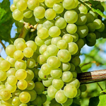Raisin Grape