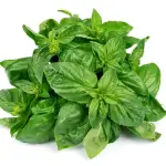 Basil