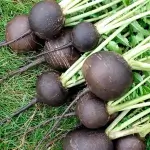 Black Radish