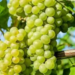 Raisin Grape