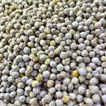 Local Chickpeas