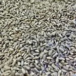 Sun Flower Seed