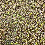 Pulp Bean Qazwan