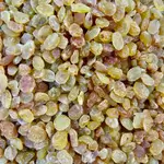 Yellow Currant