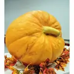 Yellow Gourd