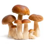 Mushrooms