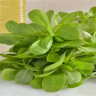 Purslane