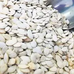 White Zucchini Seeds