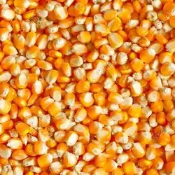 Bag Corn 