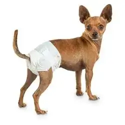 Male Diaper -L 12PCS