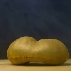 Kiwi Toam