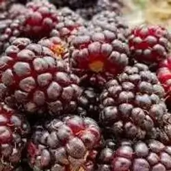 Local Blackberry