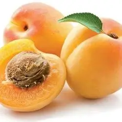 Apricot