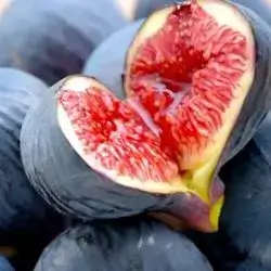 Black Fig