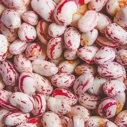 Iranian Chitti Bean