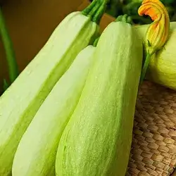 Zucchini