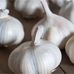 Iranian Garlic