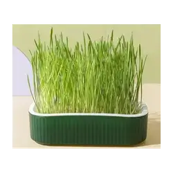 E324 - Hydroponic Cat Grass Box