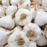 Iranian Garlic