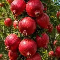 pomegranates