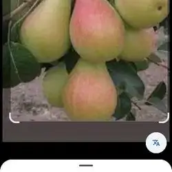 ​Nectarine