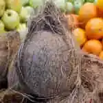 Coconut 1 Pcs