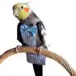 Bird Diaper