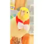 Birds Tie