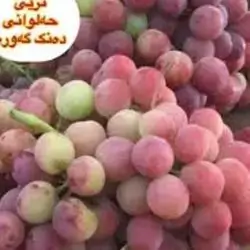 ترێی عەلەوانی دەنک گەورە نیو کیلۆ