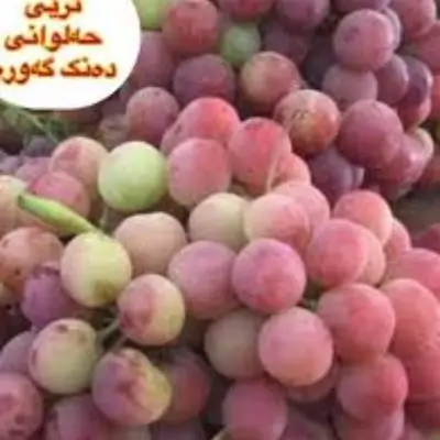 Red Alawan Grape