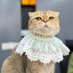 Pet Neck Collar