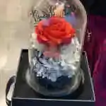 Forever Rose