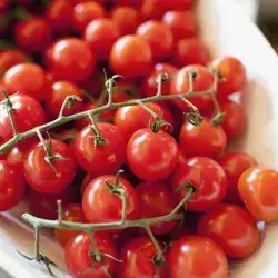 Cherry Tomato 