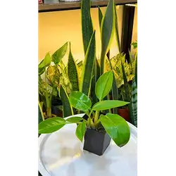 Green Philodendron