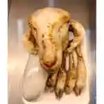 Head with legs