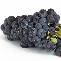 Northern Black Grape 