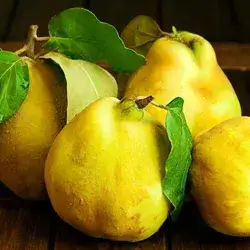 Quince