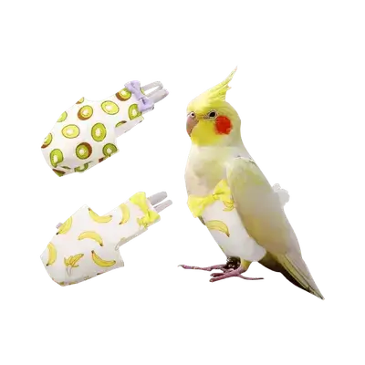 Bird Diaper