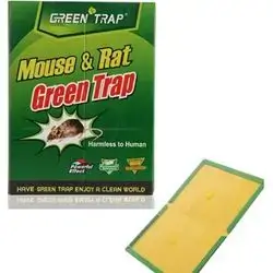 Mouse & Rat