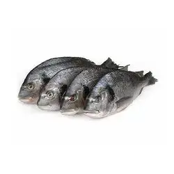 Fresh Seabream 400/600g Kg