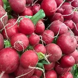 Small radish