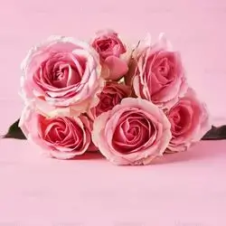 7 Pink Roses