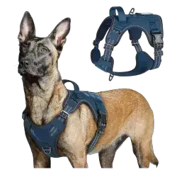 Harness L