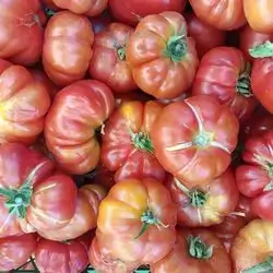 Local Tomatoes