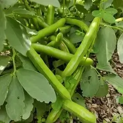 Broad bean
