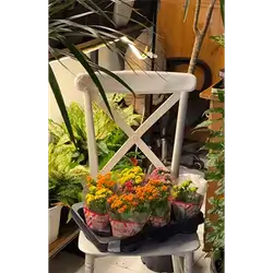 Small Kalanchoe